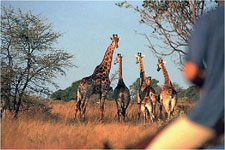 South Africa-Waterberg-Dinaka Riding Safari